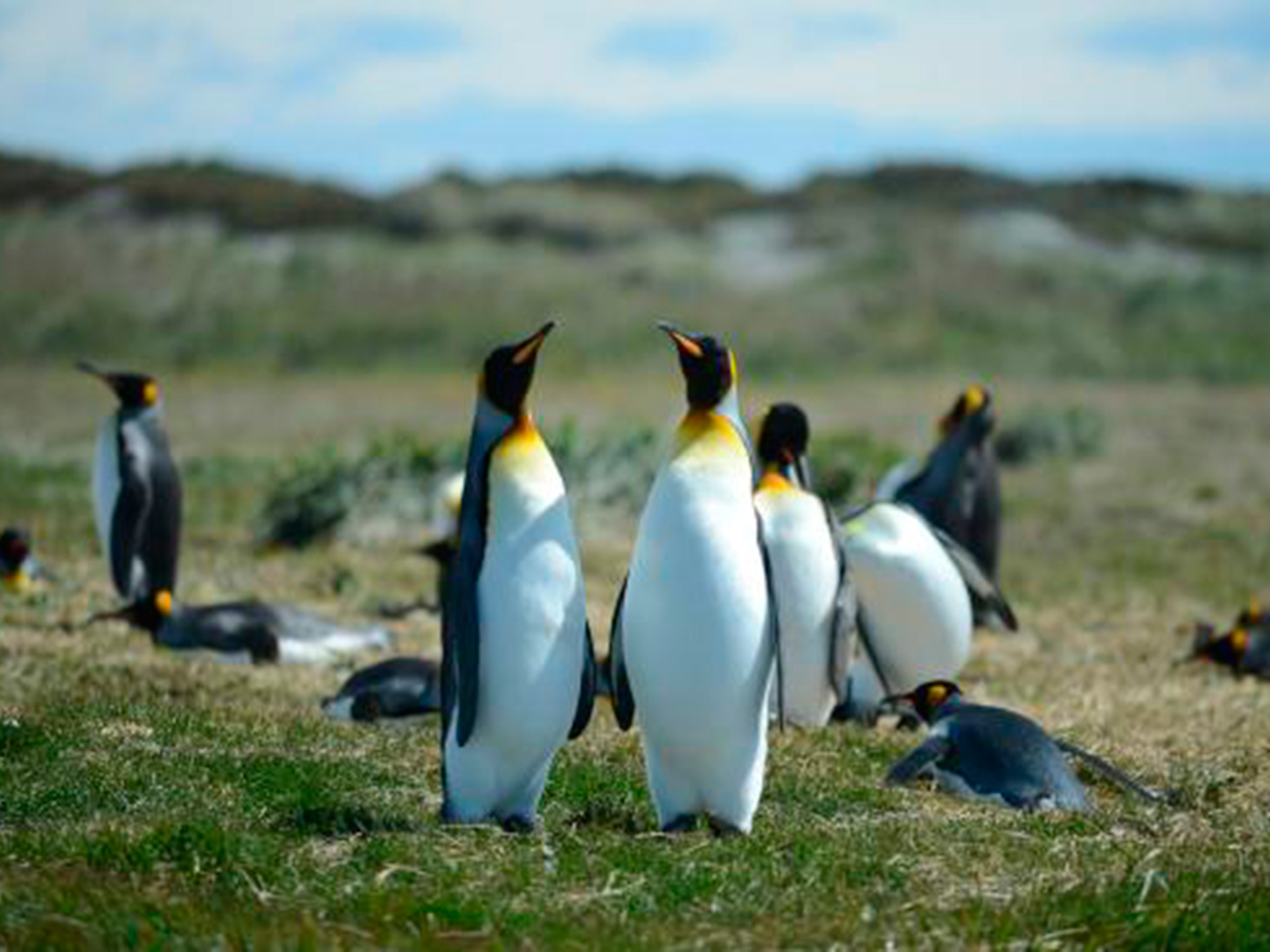 Punta Arenas King Penguins Full Day