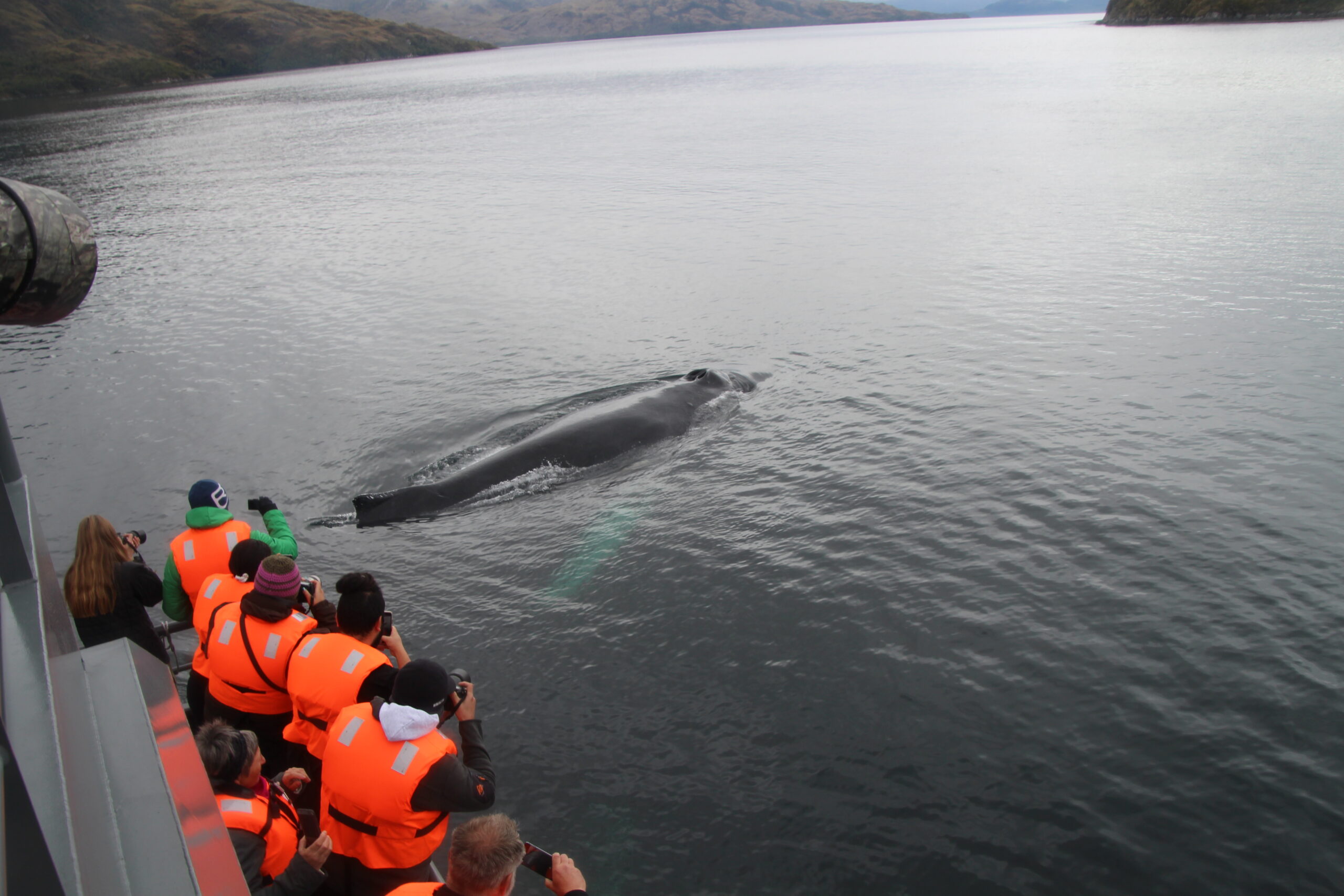 Punta Arenas Whale Watching Full Day