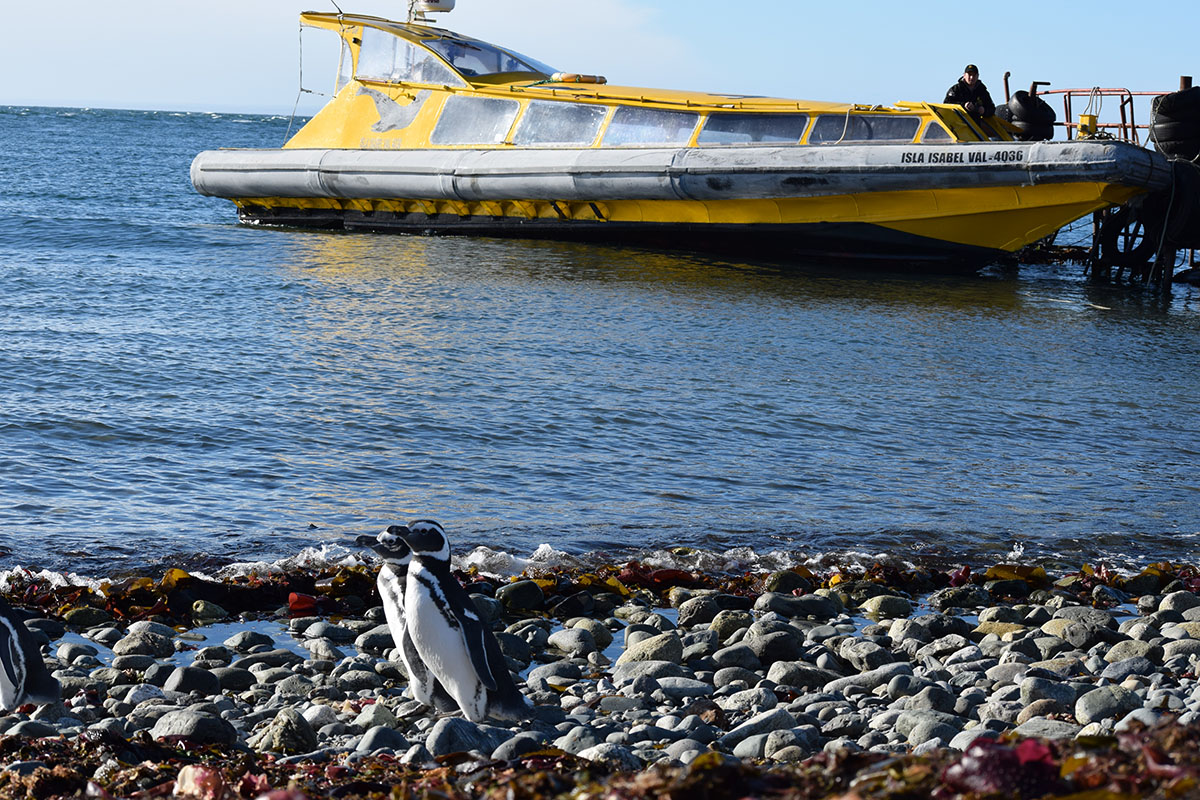 Punta Arenas Magellan Penguins Half Day